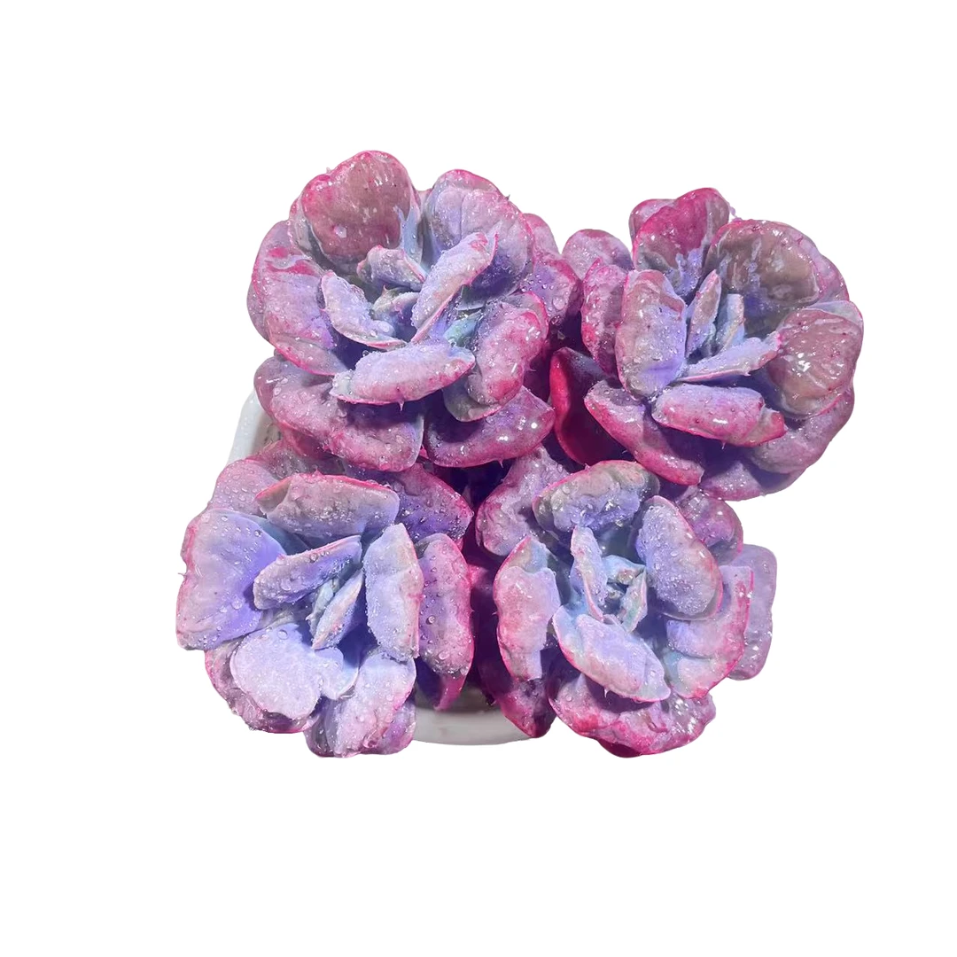 心之月精品多肉  新手好养满9.9包邮直播间标准发货精选精养