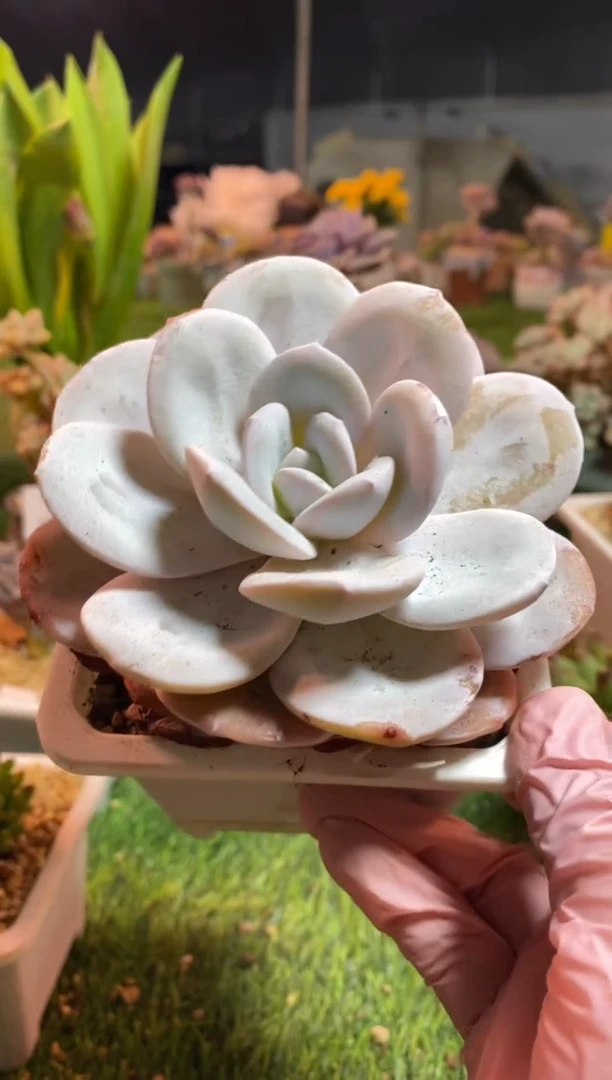 【闪购商品】0212a