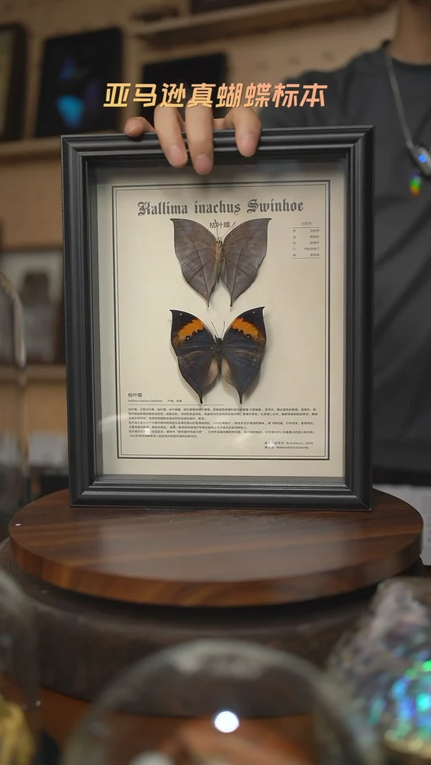 枯叶蝶正反两只中文版10寸欧式框