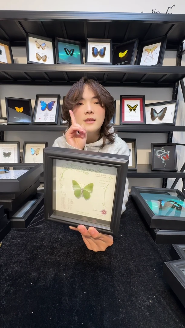 玻璃（一物一拍）真实蝴蝶标本