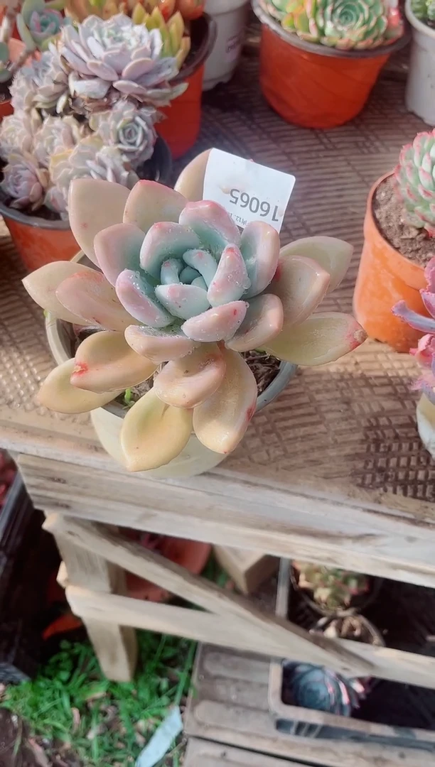 鲜*p跃跃精品多肉16065