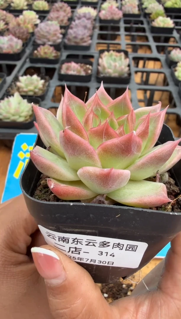 东云多肉园二店-314