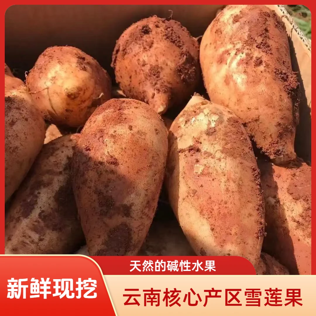 【10斤装】云南高原红泥沙雪莲果新鲜现挖黄心应季碱性低糖脆甜水果