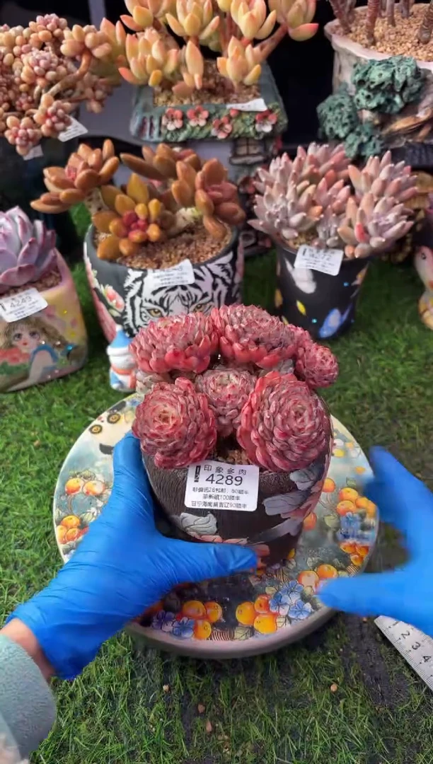 昆明印象多肉4289