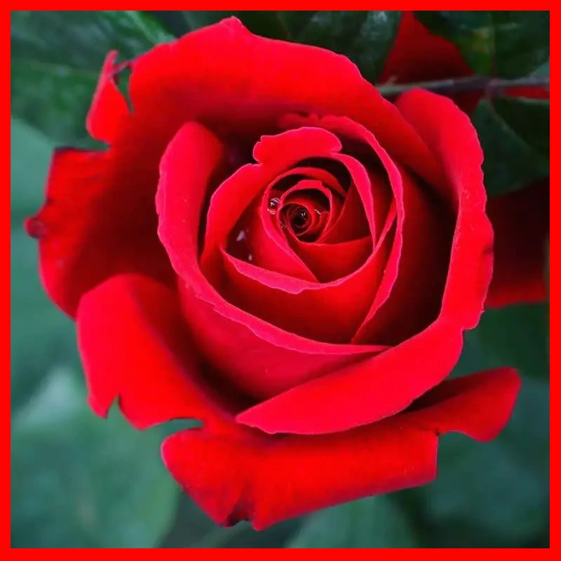 【云舍精选】云南新品妖姬玫瑰大花苗四季开花室内外绿植盆栽老桩苗