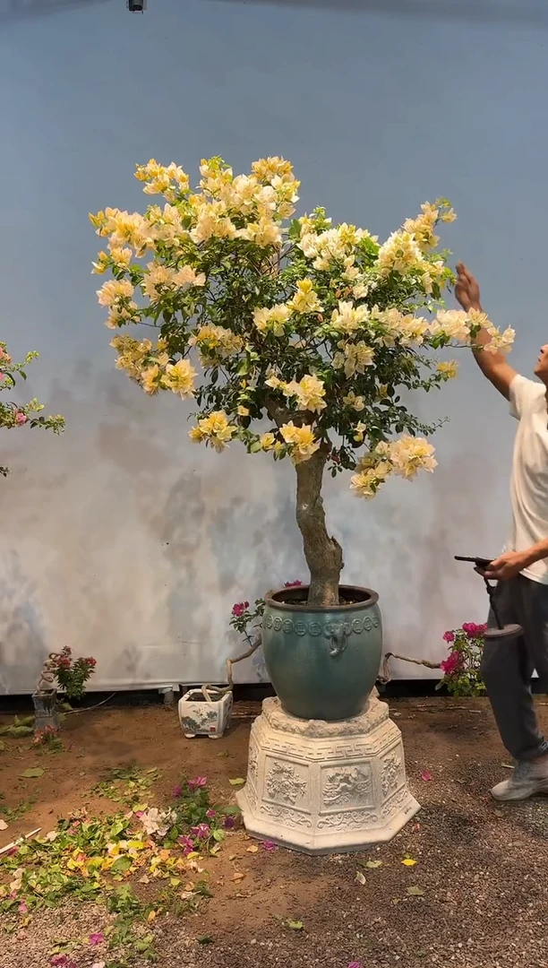 无花朵aa三角梅专场一物一拍33