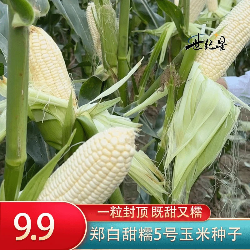 世纪星正宗白甜糯玉米种子高产玉米种子鲜食玉米种子水果蔬菜种子