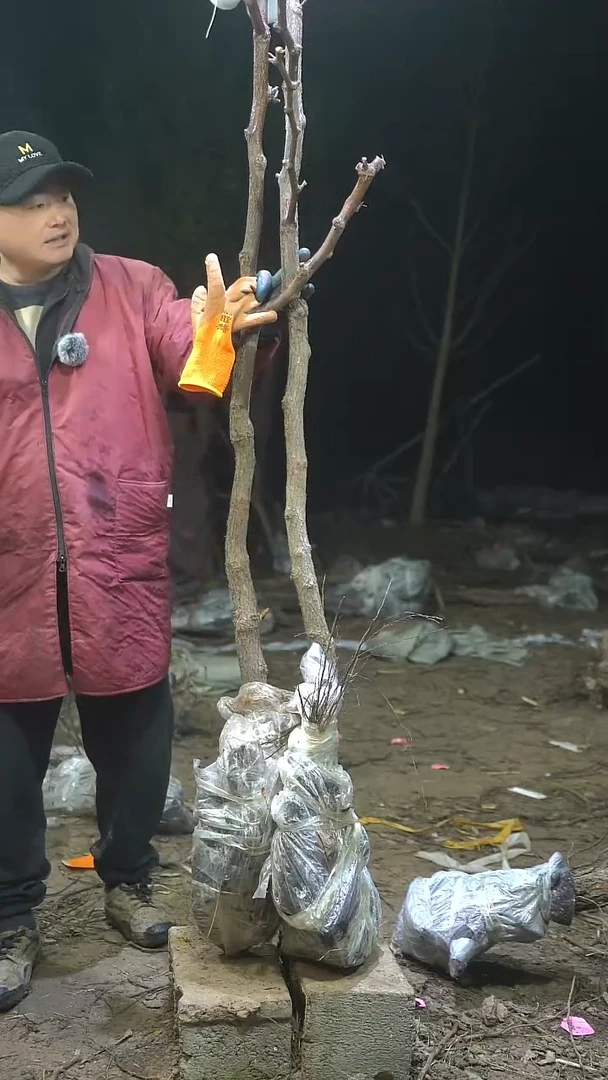 完全开放枣树063