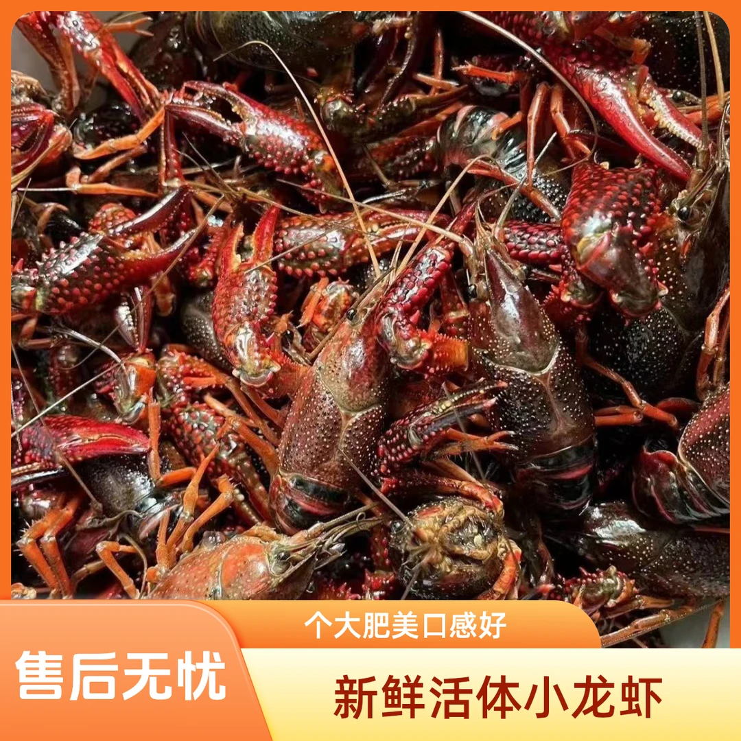 鲜活小龙虾中虾3456钱3斤/虾死亡4只不赔付，超出的按只数赔付。海鲜