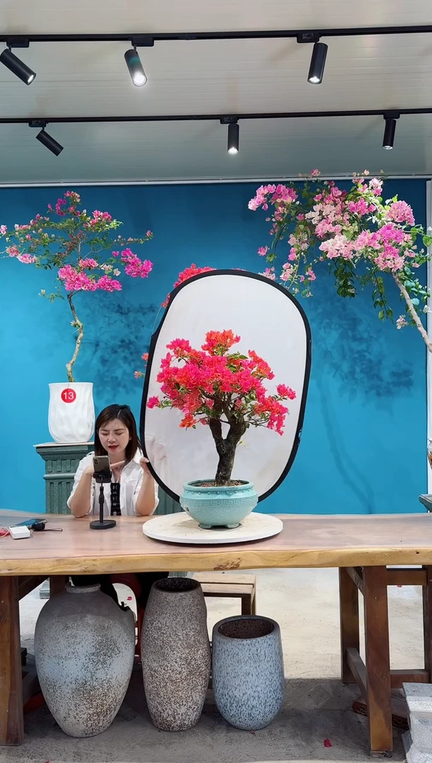 全部花朵四季红三角梅