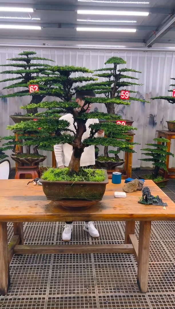 无花朵鑫****）精品盆景直播间一物一拍