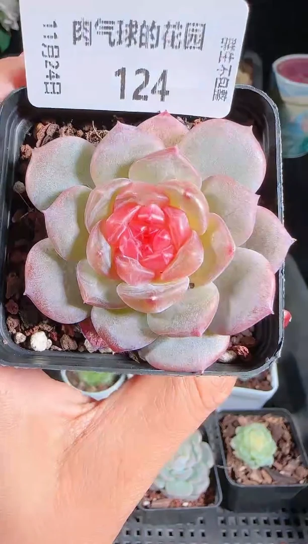 1124-124寒酥群生不包整