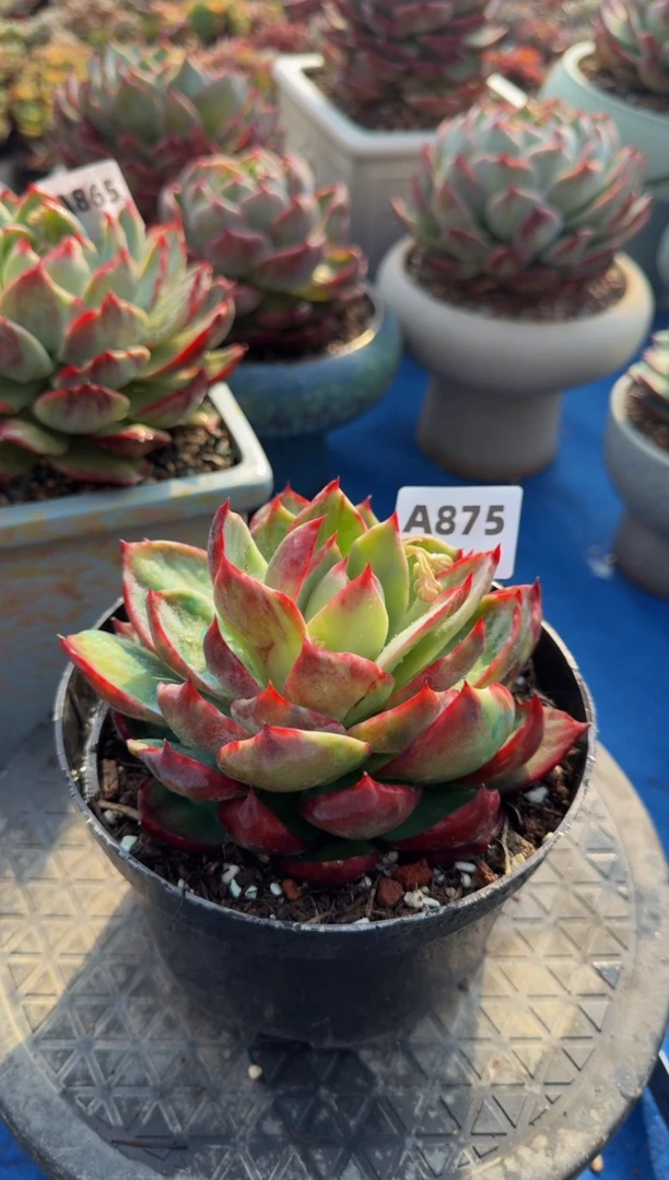 【闪购商品】A875惊鸿仙子（裸根发货）（瑕疵）