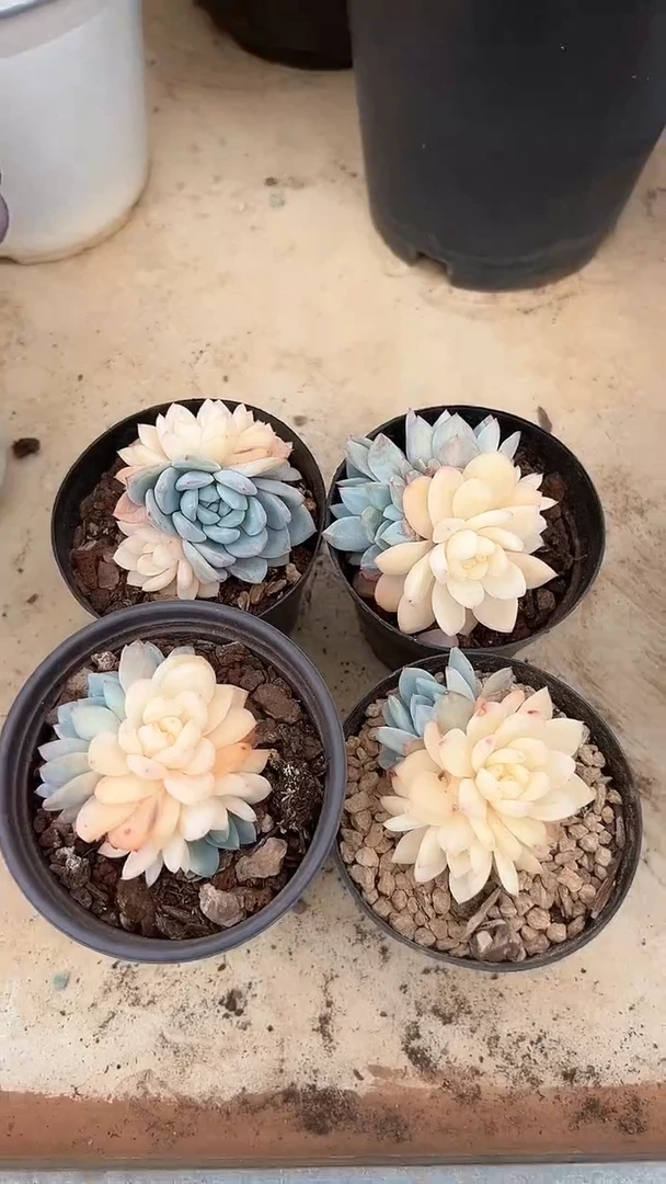 【闪购商品】橙子锦小号