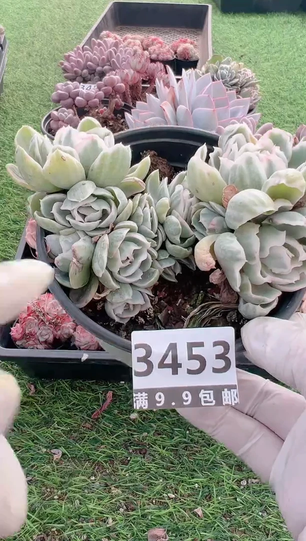 【闪购商品】信福多肉一物一拍