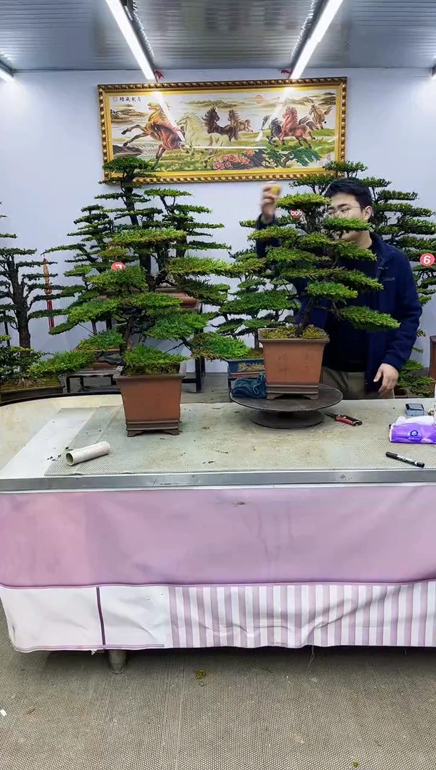 【闪购商品】八斗松/松类活物造型盆景，以直播间截图为啊啊啊