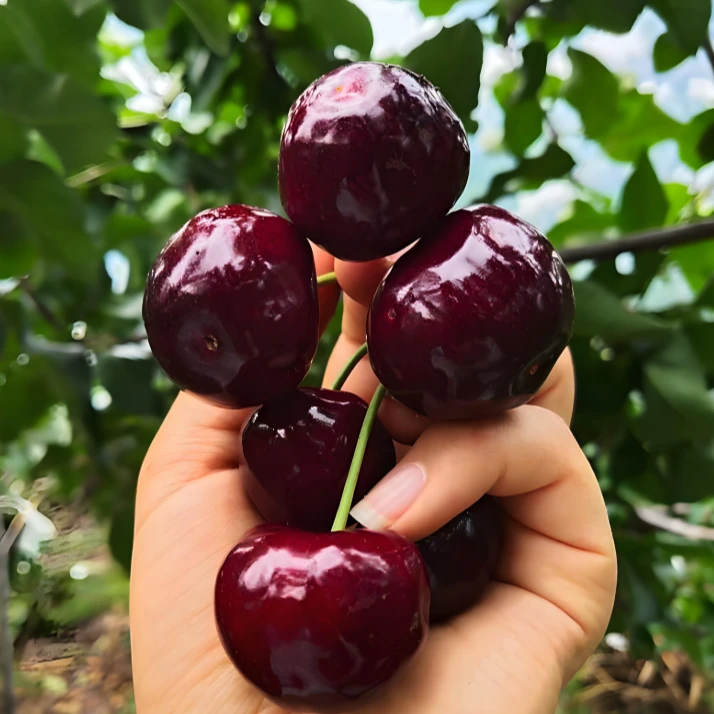 智利车厘子树苗（6年大苗粗度2-2.5cm左右）盆栽地栽