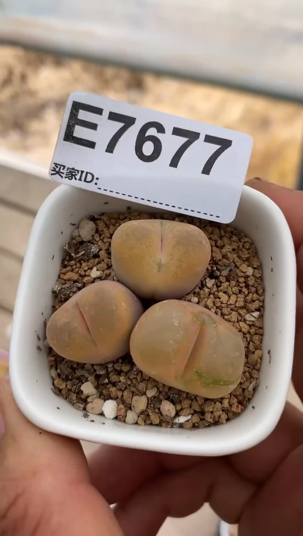 7677直播间一物一拍三棵毛有伤