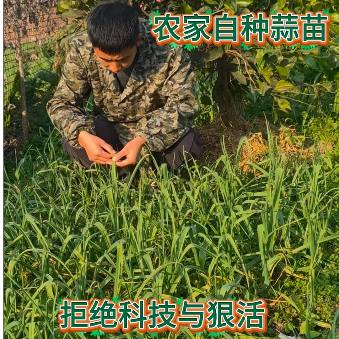 【农村洋溢精选】农家自种蒜苗、湖南麻阳含硒地区