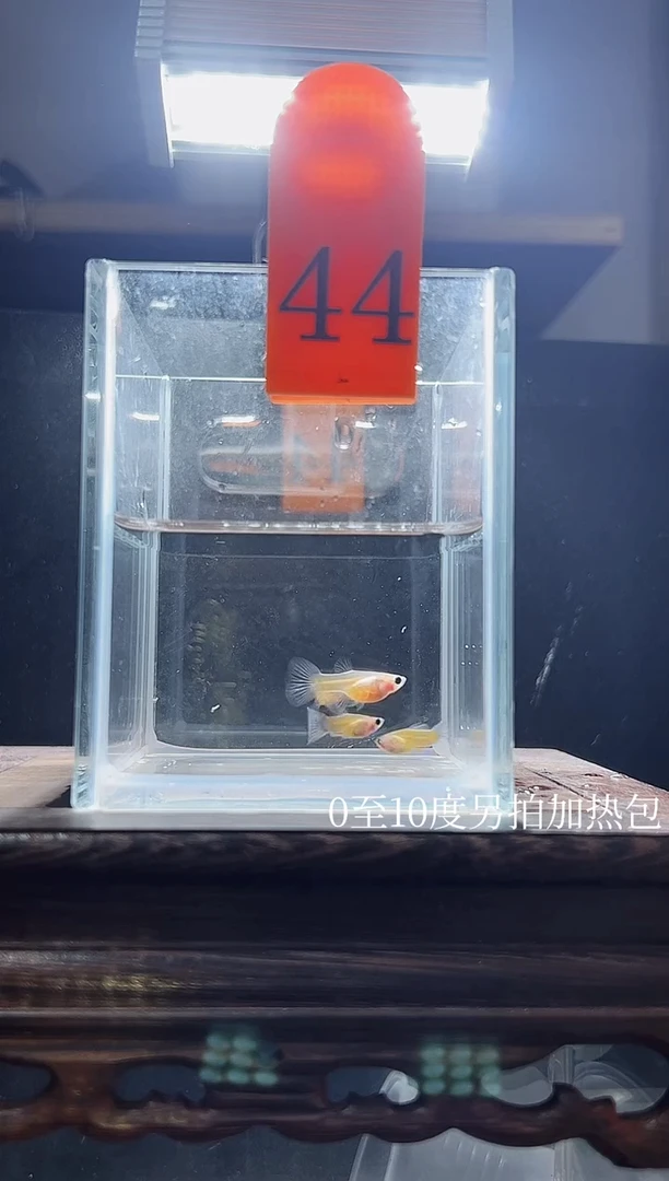 孔雀鱼黄肉蓝礼服玻璃猫普通体44