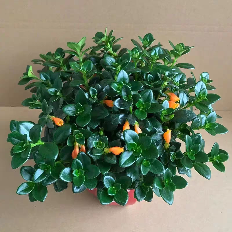 金鱼吊兰盆栽室内四季开花水培绿植可净化空气美观好养花卉客厅