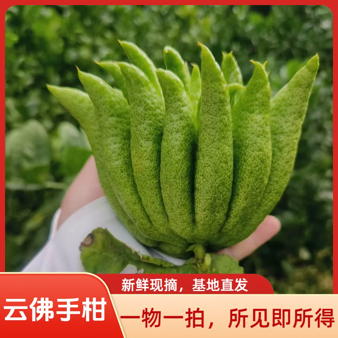 【一物一拍】云南高山佛手柑 新鲜现摘现发 可观赏闻香清供把玩食用