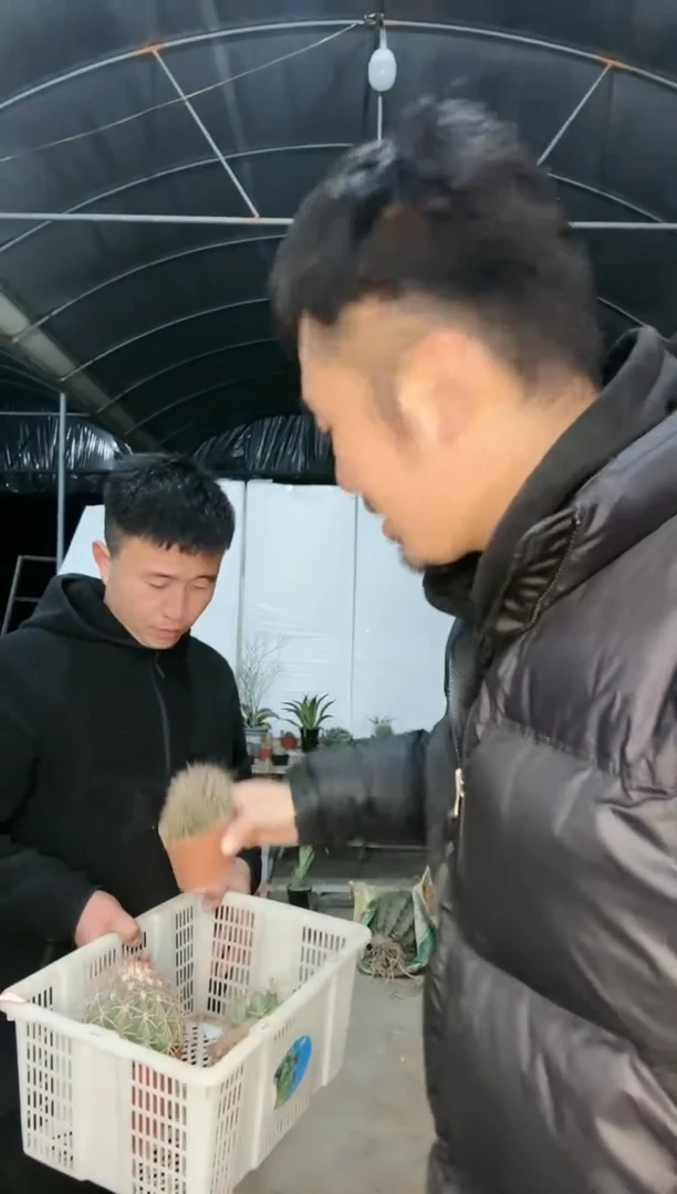 【闪购商品】筐拍 33号