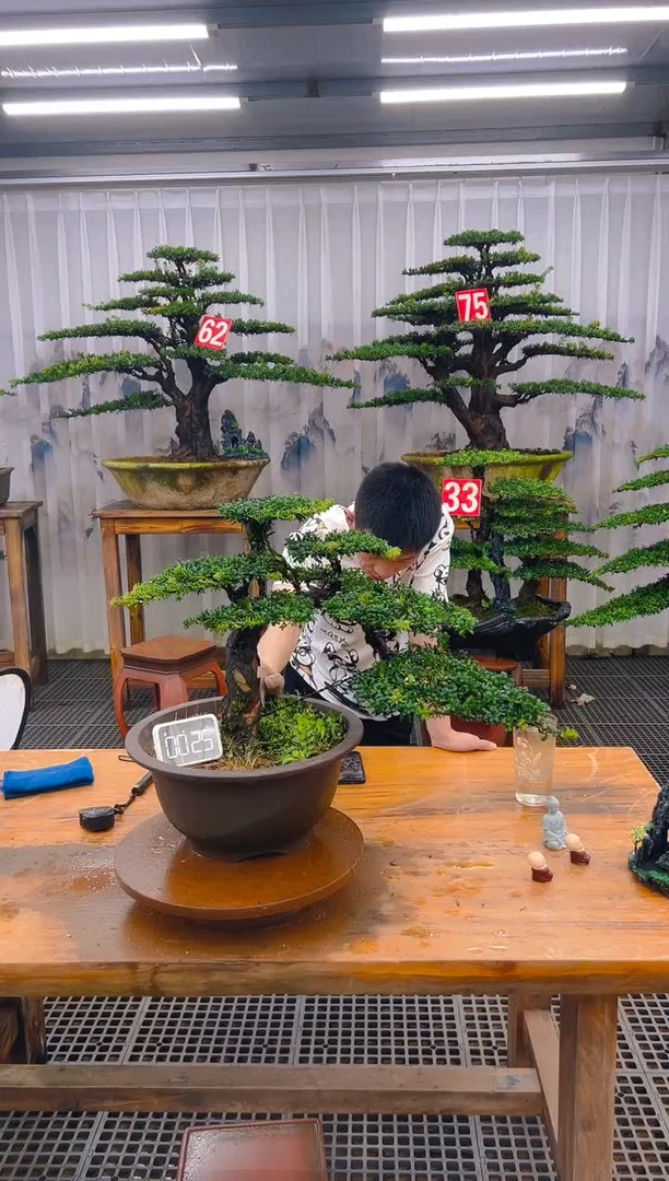 无花朵精品盆景直播间一物一拍