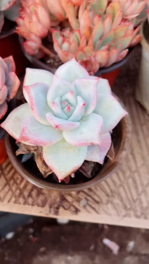 齐**龙多肉植物一物一拍29203