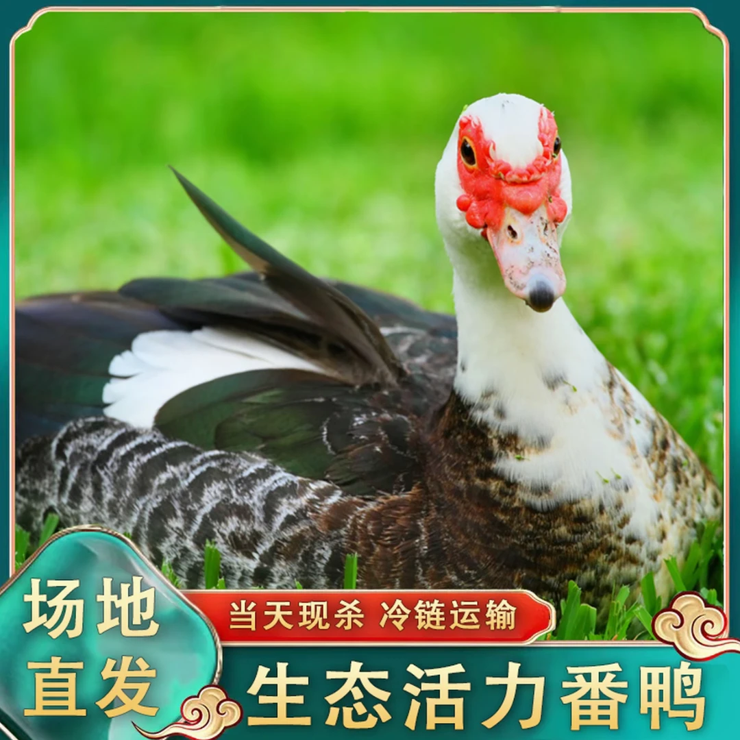山林放养番鸭现宰现杀2只净重10斤顺丰京东包邮冷链运输肉质鲜红