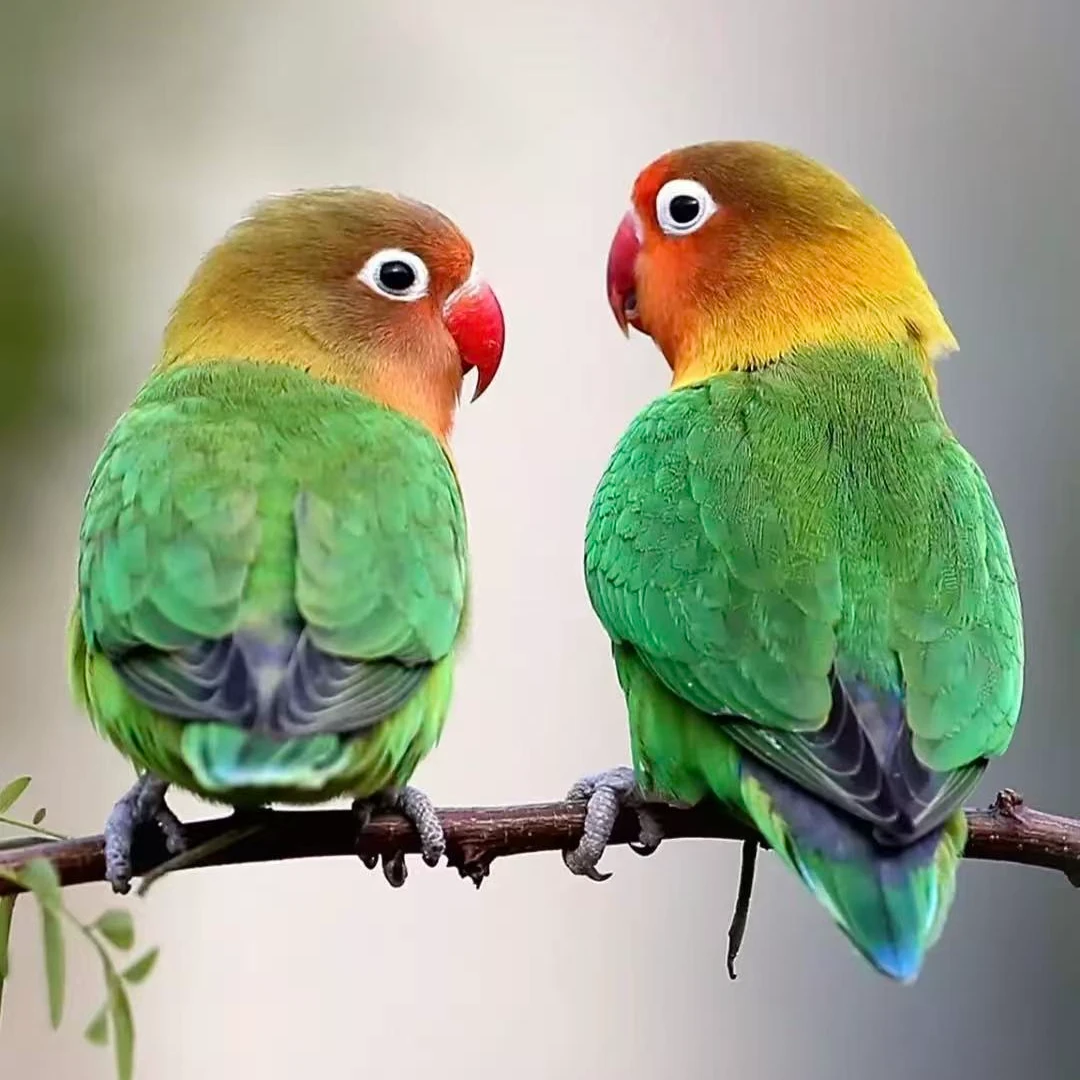 牡丹鹦鹉活体宗头爱情鸟观赏宠物鸟