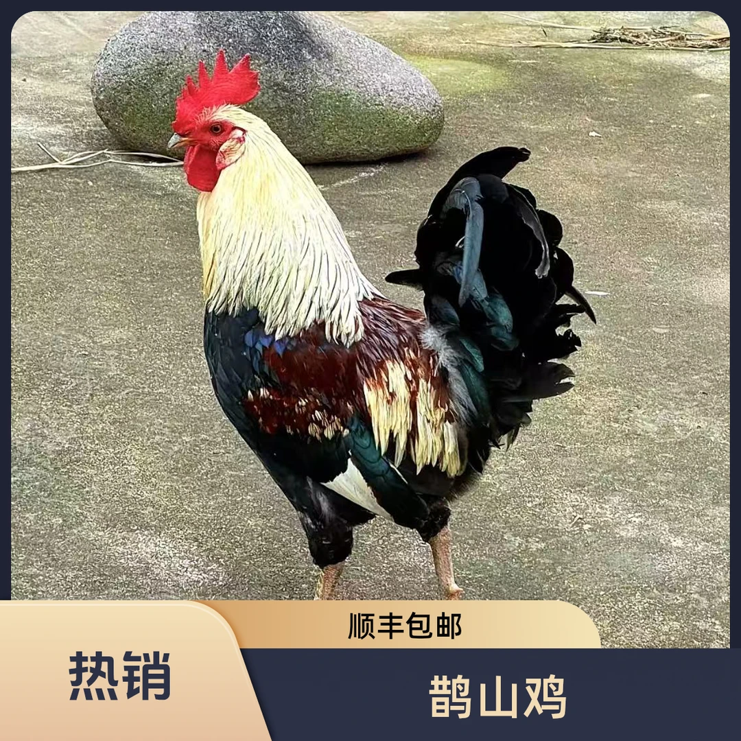 【鹊山鸡】超萌可爱宠物鸡单冠鹊山花冠鹊山