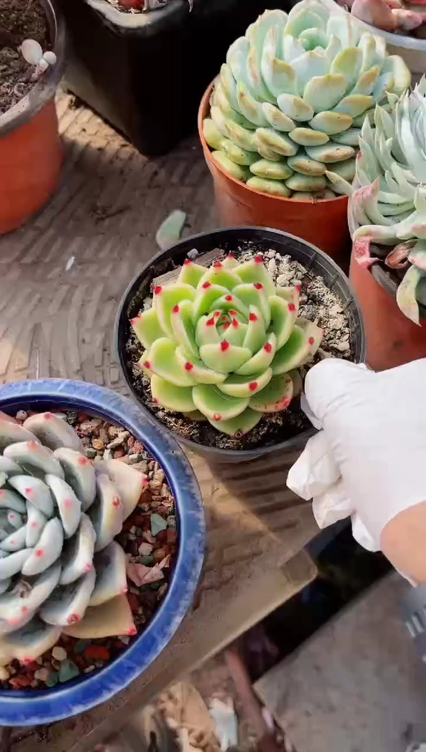 【闪购商品】08357