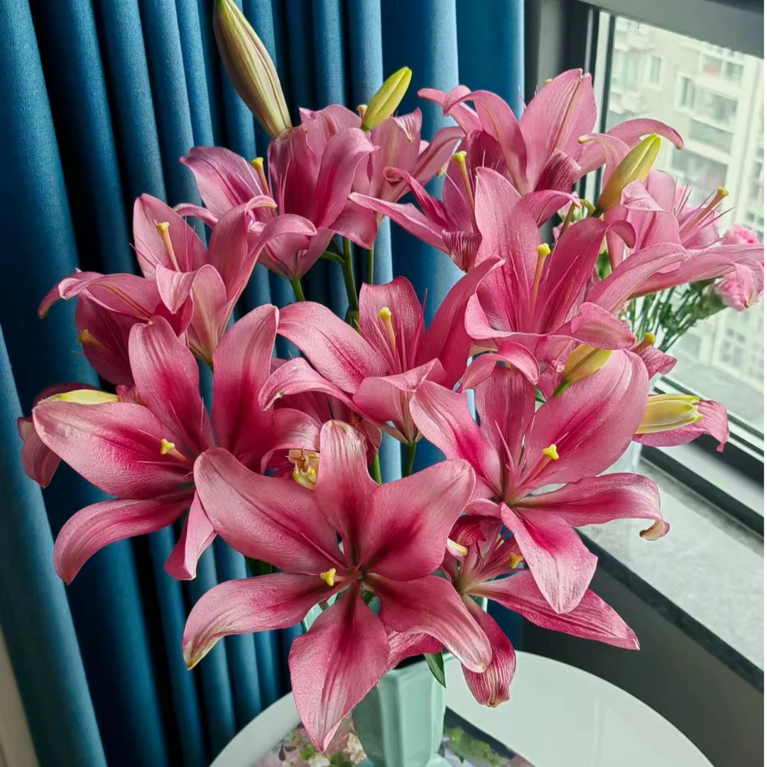 【紫皇后亚百合】云南基地直发鲜切花无香味