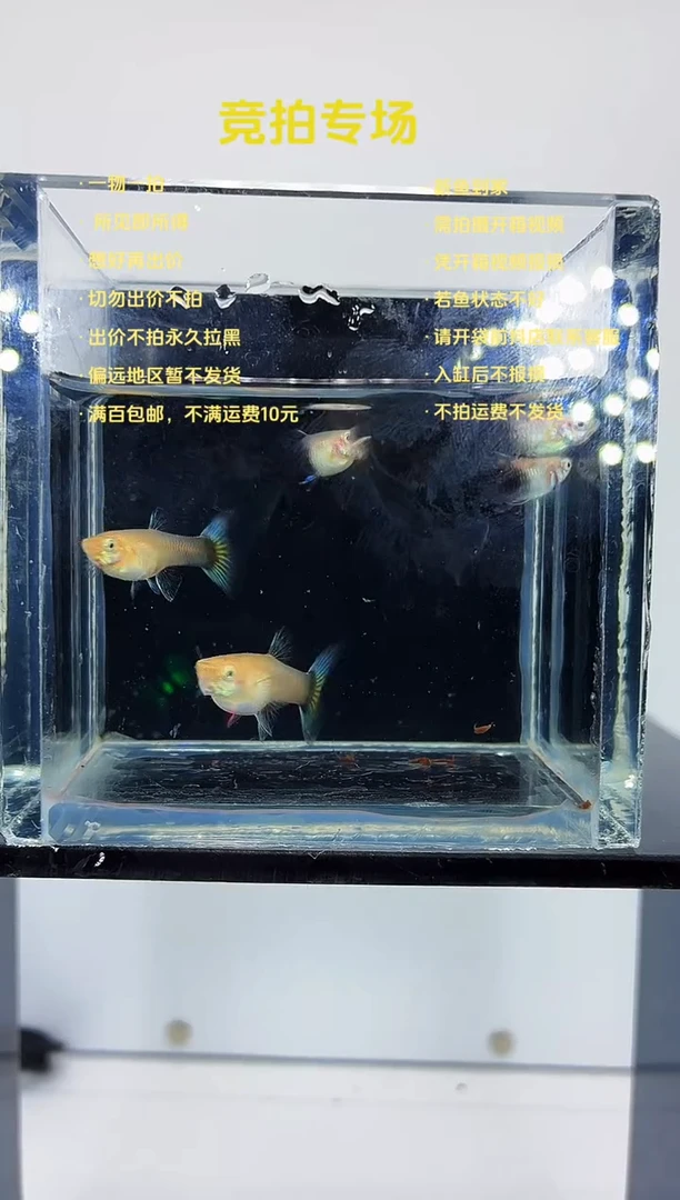 孔雀鱼蓝化体蓝礼服三公两母-83