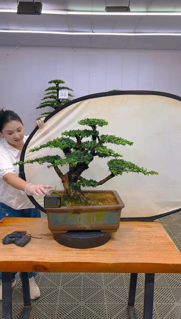 无花朵一物一拍一物一拍