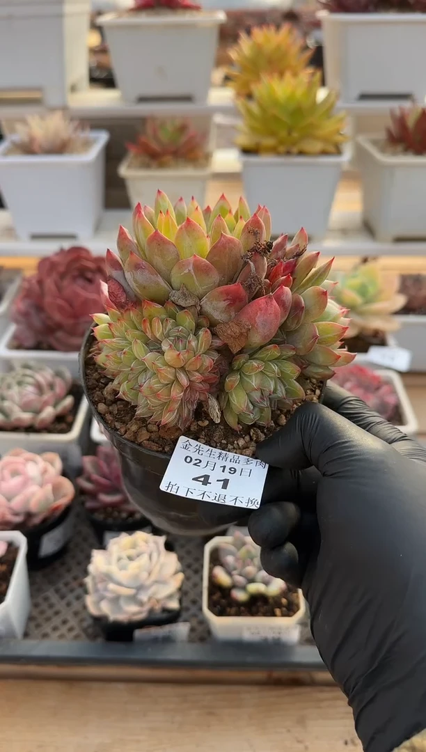 【闪购商品】0219-41雪花珍妮群