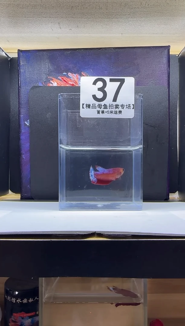 斗鱼母鱼编号：37