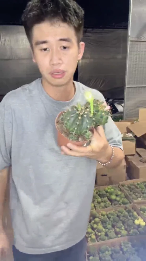 4颗 4-6cm 翠皇冠 牡丹 实生根 不指定带花苞