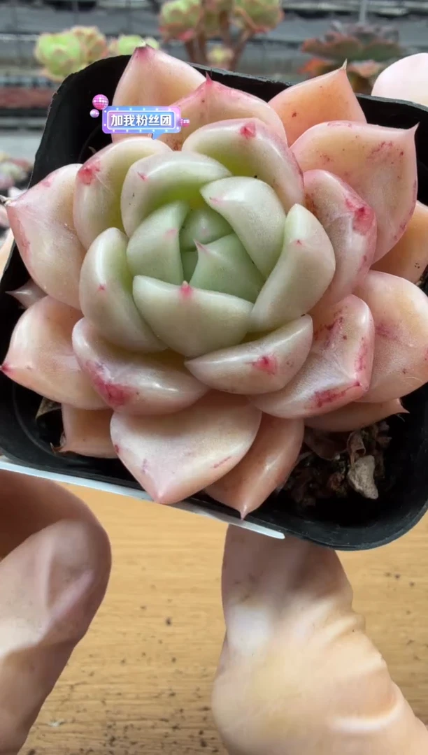 东云多肉园三店-36