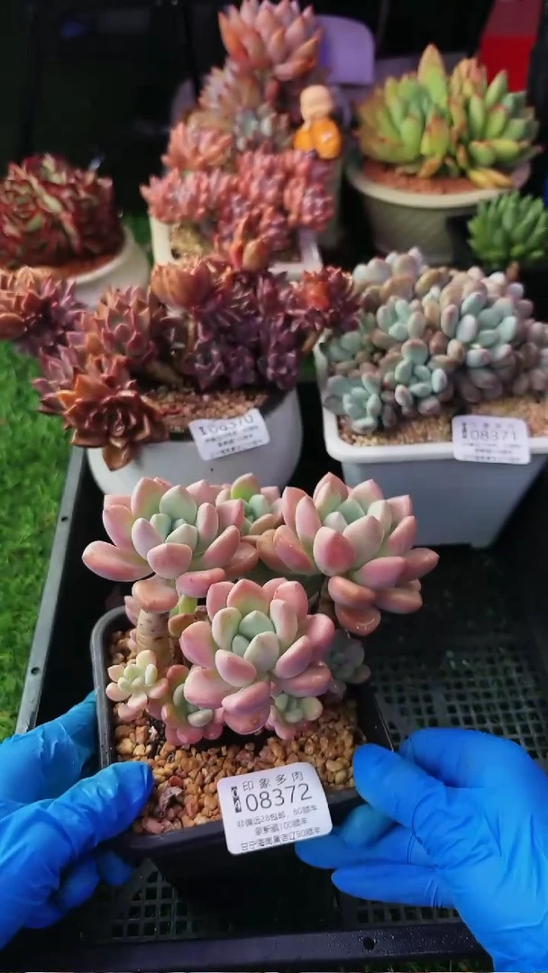 昆明印象多肉08372