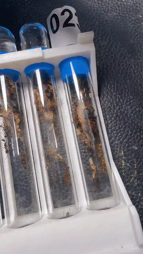 蚂蚁工坊239号窄