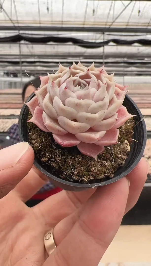 【闪购商品】新款多肉-126（5.5杯）