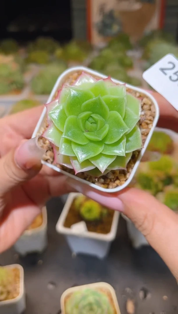 256  优选  一物一拍