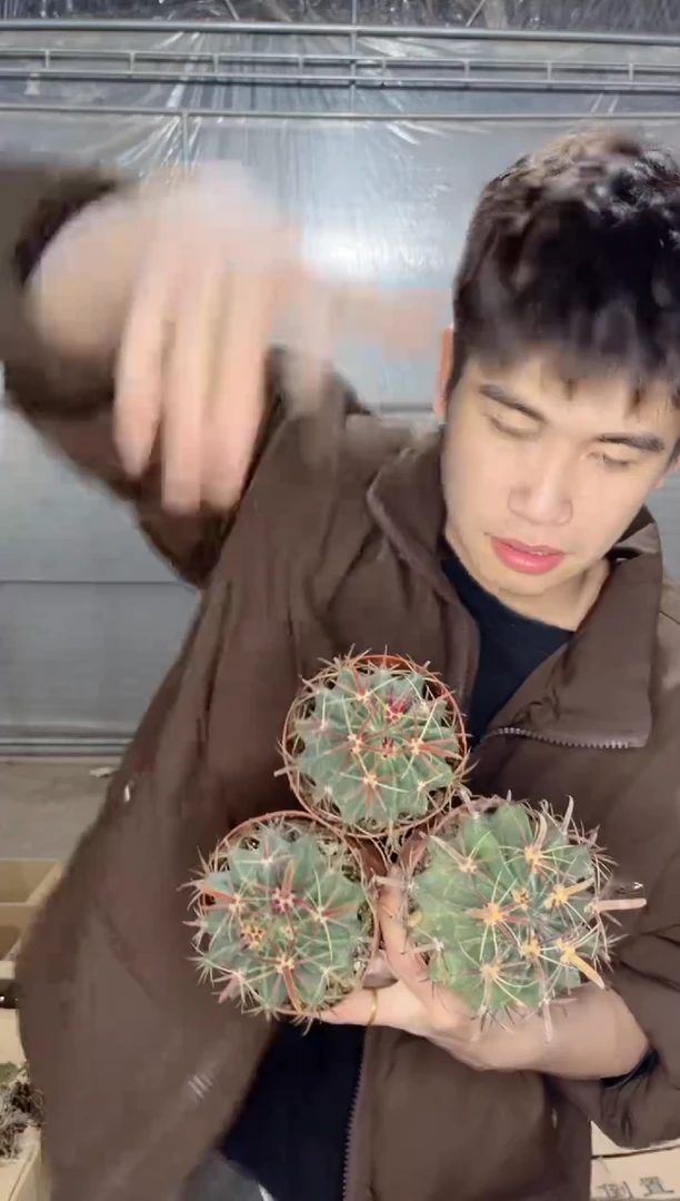 【闪购商品】3颗宽刺日出7-10cm