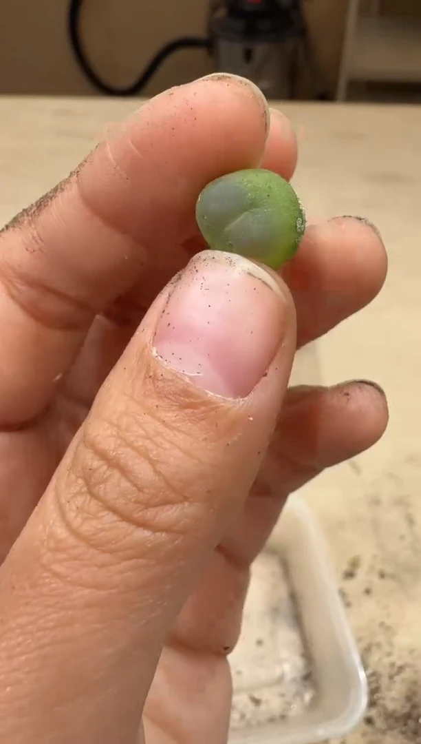 20-43多肉植物肉锥