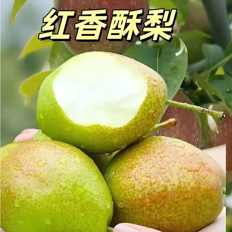 黑哥的花园红香酥梨苗果脆嫩无渣庭院盆地栽当年种次年挂果