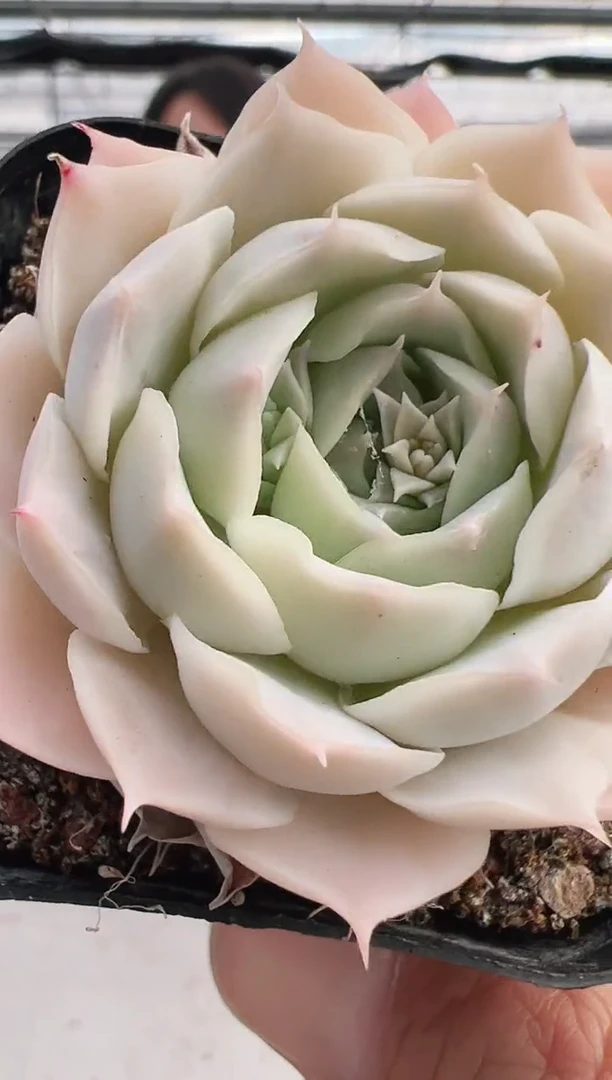 【闪购商品】新款多肉-182