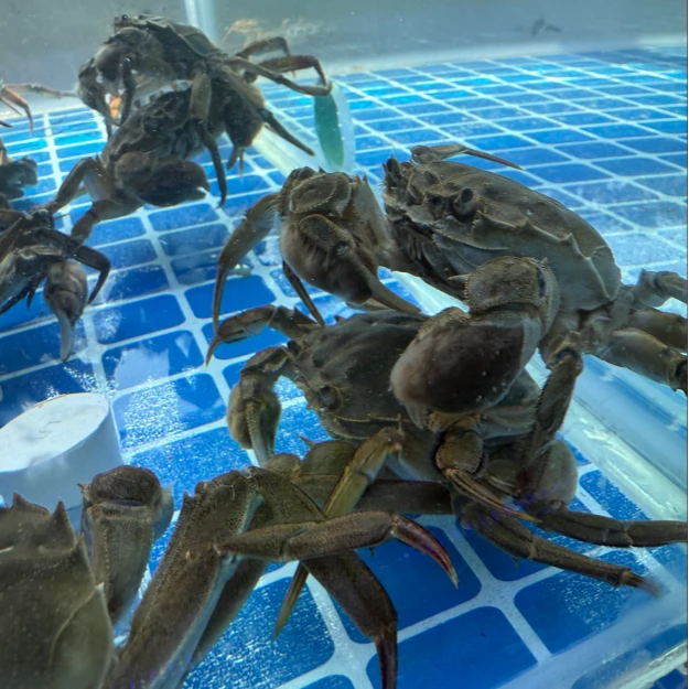 【活蟹】大闸蟹母蟹2.3两-2.5两 8只/10只/12只装 产地直销可选礼盒