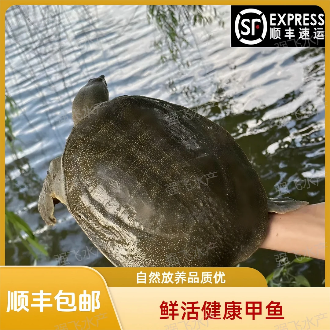 【2只装】到手不低于6斤 青黑背 散养甲鱼 顺丰包邮包活